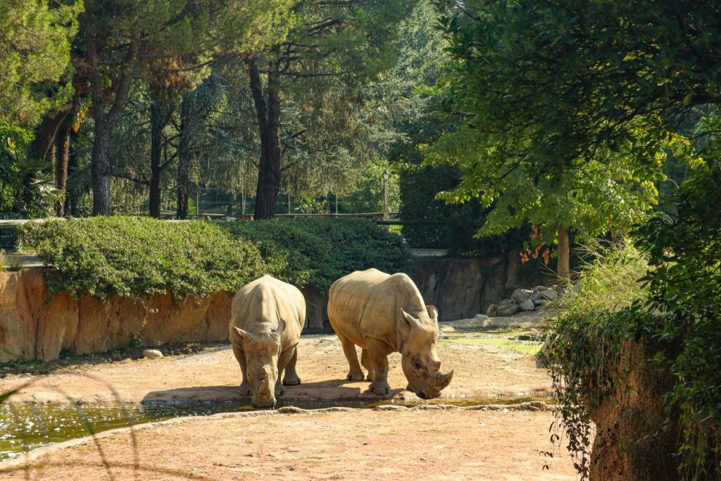 Two white rhinos in their natural habitat surrounded by greenery, enjoying a sunny day outdoors.
