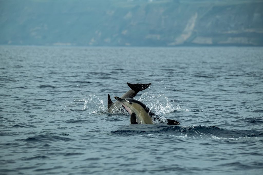 Group of dolphins leaping in the ocean near coastal cliffs on a clear day.