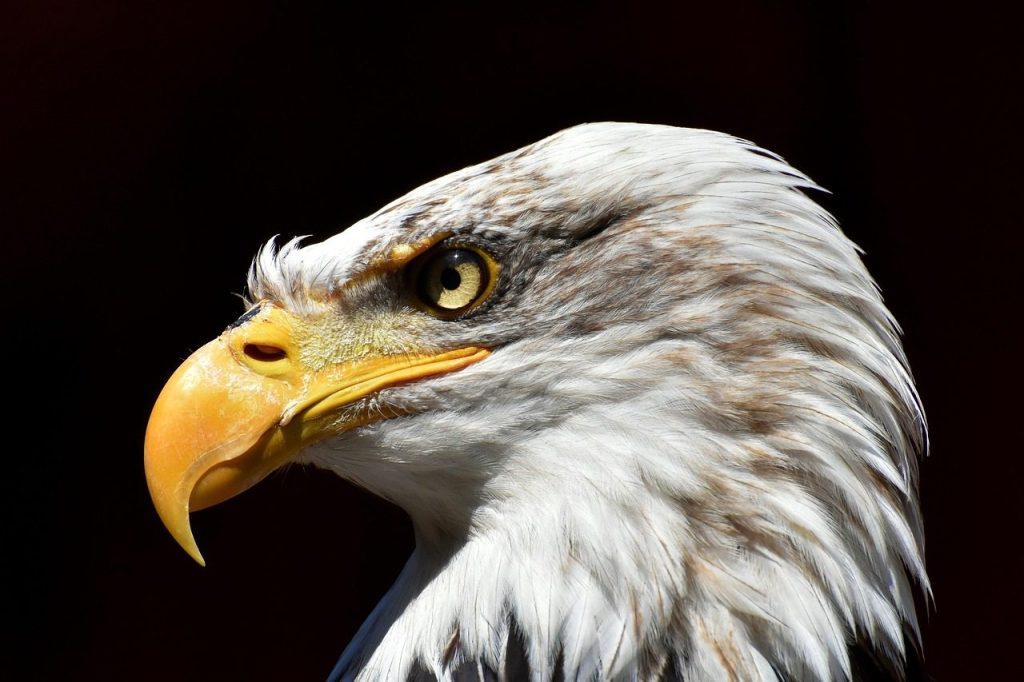 eagle, bald eagle, bird, raptor, birds of prey, beak, wild bird, nature, wildpark poing