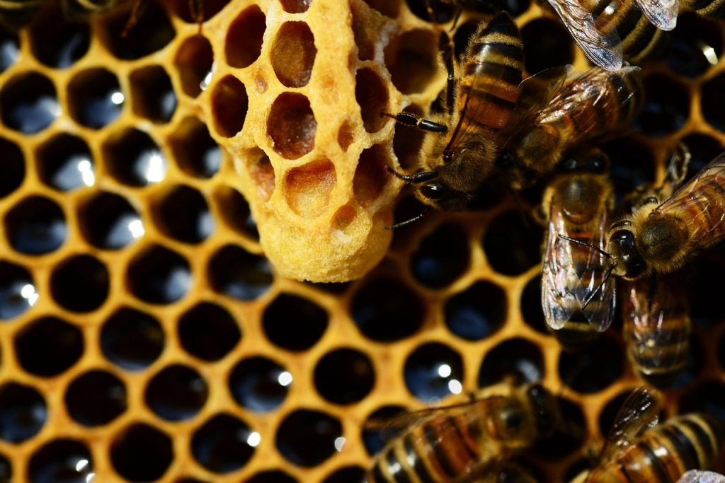 queen cup, honey bee, new queen rearing compartment, buckfast bees, queen bee, open-ended queen cup, apis mellifera, honey comb, close-up, macro, detail, brown news, brown cup, brown bee, brown new, queen bee, queen bee, queen bee, queen bee, queen bee, honey comb, honey comb