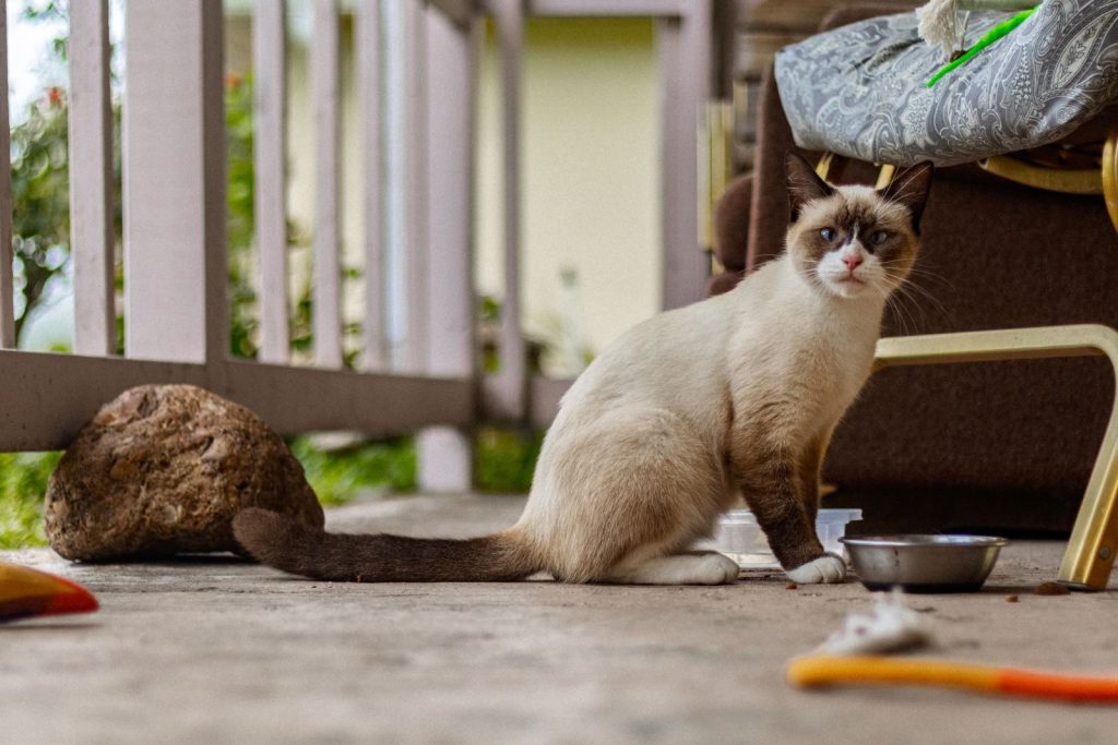 A Siamese cat sitting on a porch surrounded by various objects, enjoying a peaceful day outside.