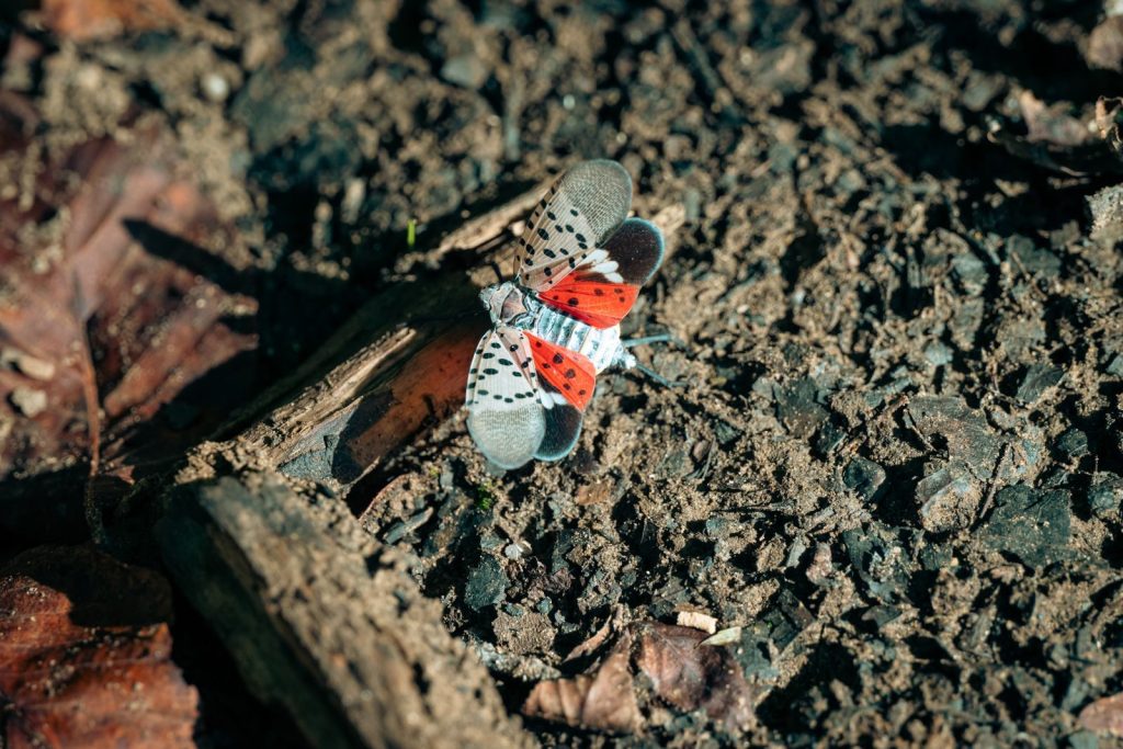 Vibrant butterfly perched on forest floor, displaying intricate wing patterns and colors.