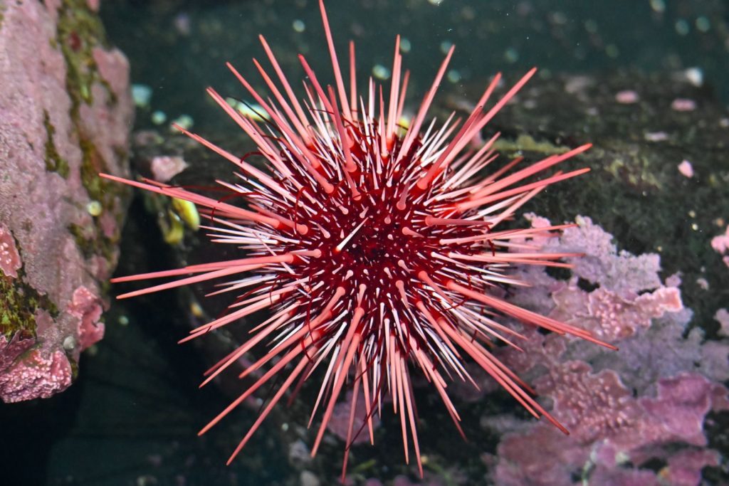 Close-up of a striking red sea urchin underwater in Sitka, Alaska, showcasing its sharp spines.
