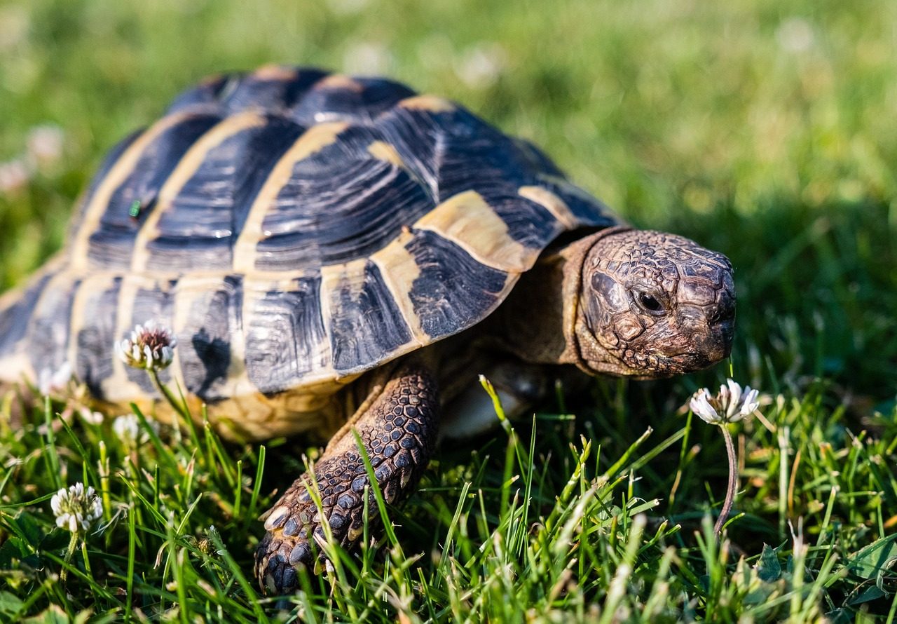 tortoise, nature, greek tortoise, reptile, animal, armored, tortoise shell, turtle baby, cub, creature, greek turtles, slow, template, terraristik, tank