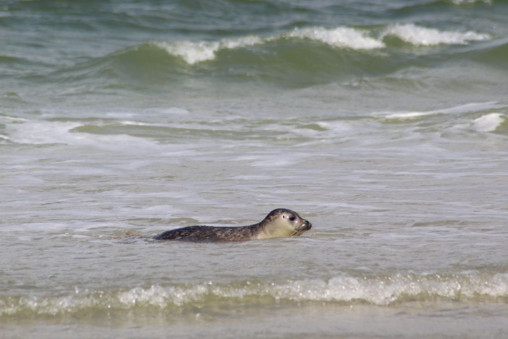 A harbor seal enjoying the sea in Friesland, Netherlands. Calm waves and serene beach setting.