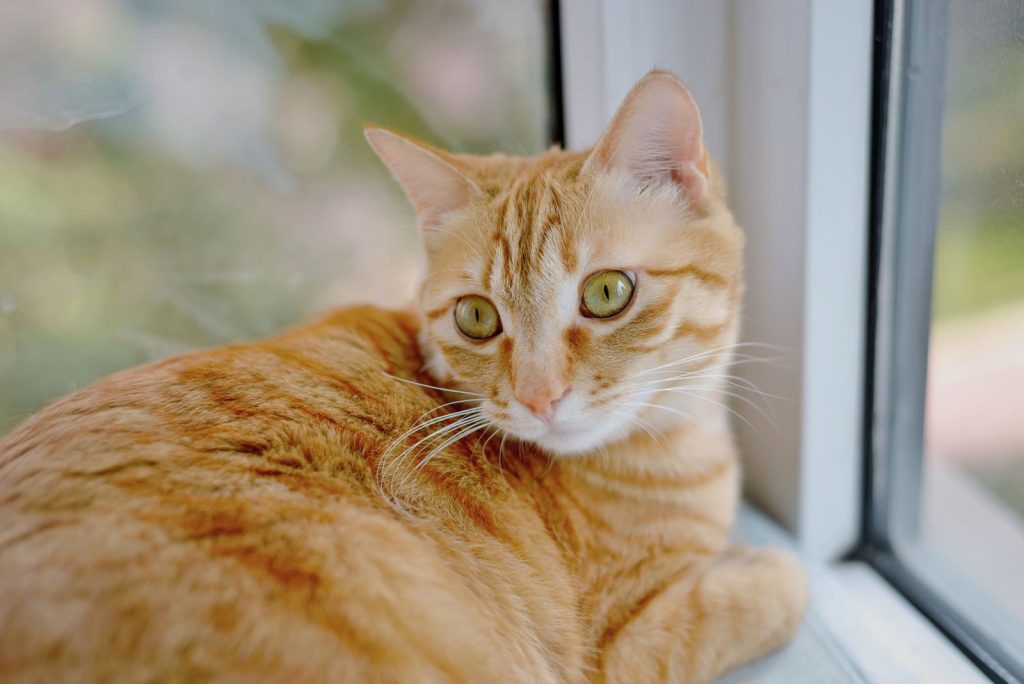 Charming ginger tabby cat with green eyes relaxing by a sunlit window.