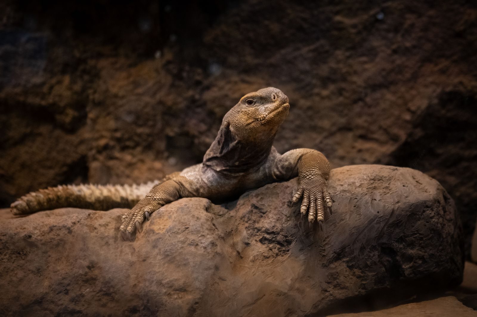 Close-up portrait of an iguana basking on rocks in a natural setting, showcasing its textured skin.