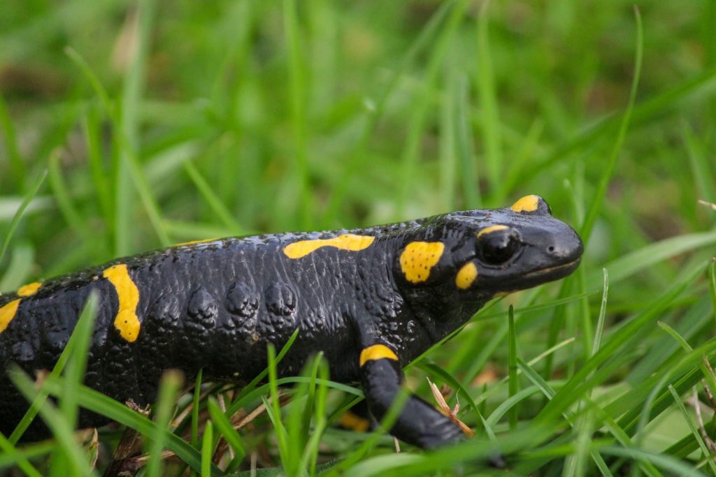 A detailed view of a Fire Salamander (Salamandra salamandra) in its natural habitat.