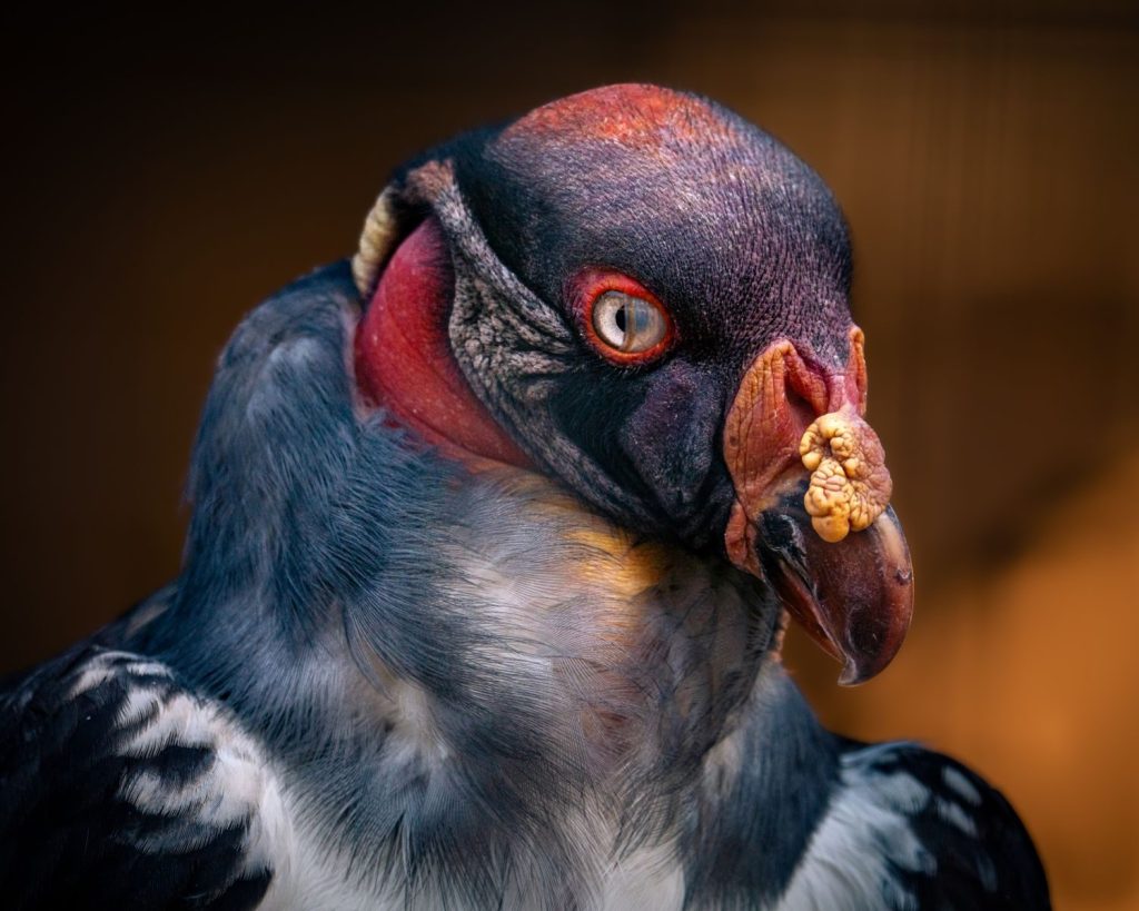 Close-up shot of a vibrant King Vulture showcasing detailed plumage and intense gaze.