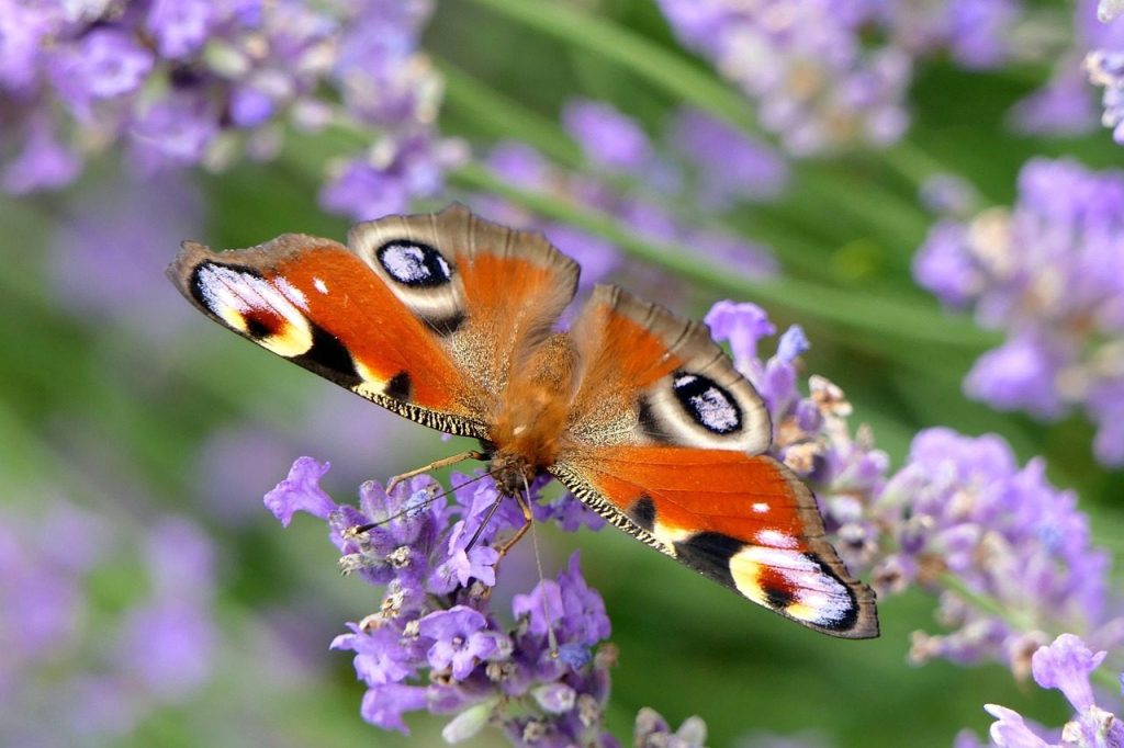 peacock butterfly, butterfly, close up, nature, insect, butterfly, butterfly, butterfly, butterfly, butterfly