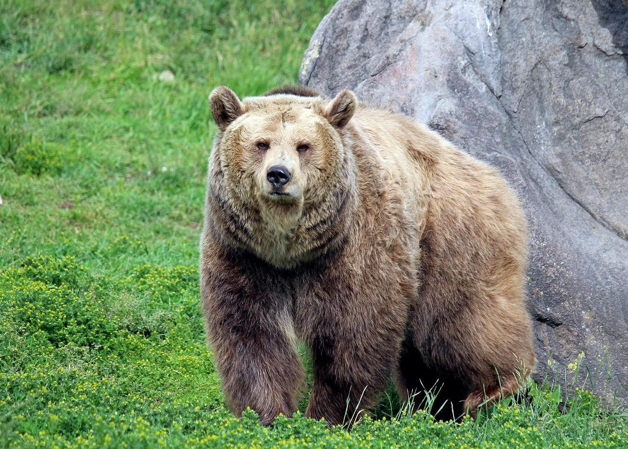 grizzly bear, bear, grizzly, montana, bozeman, montana grizzly encounter, grizzly bear, grizzly bear, grizzly bear, grizzly bear, grizzly bear, grizzly
