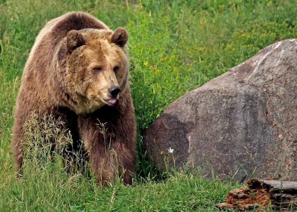 grizzly bear, bear, grizzly, montana, bozeman, montana grizzly encounter, grizzly bear, grizzly bear, grizzly bear, grizzly bear, grizzly bear, grizzly, montana