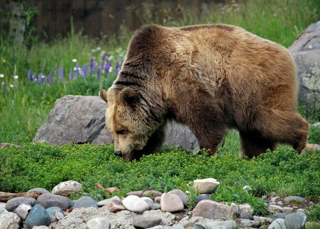 grizzly bear, bear, grizzly, montana, bozeman, montana grizzly encounter, grizzly bear, grizzly bear, grizzly bear, grizzly bear, grizzly bear, montana, montana