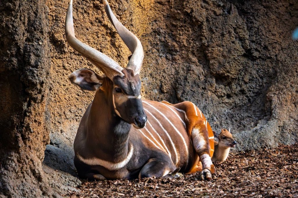 A Bongo antelope resting in a rocky enclosure, showcasing unique markings.