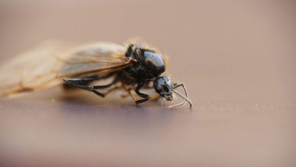 Detailed macro photograph of a dead ant on a brown surface, showcasing intricate textures and soft lighting.