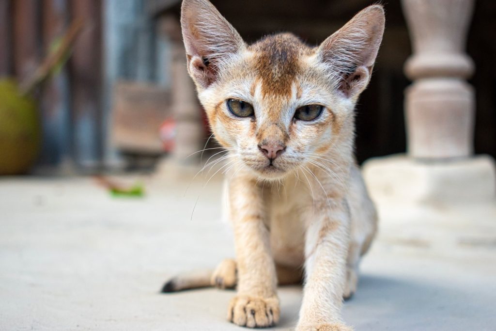 A close-up shot of a cute and curious kitten on a neutral background.
