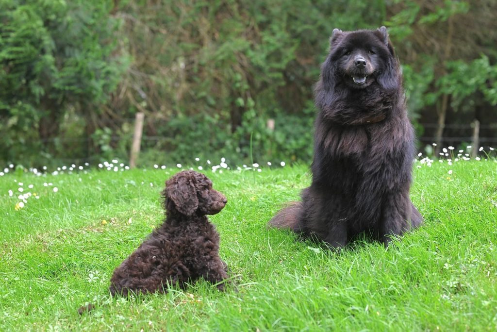 A fluffy black Chow Chow and a curly brown Poodle sitting on green grass.