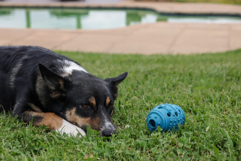 A border collie lies in the grass beside a blue toy, looking relaxed and thoughtful.
