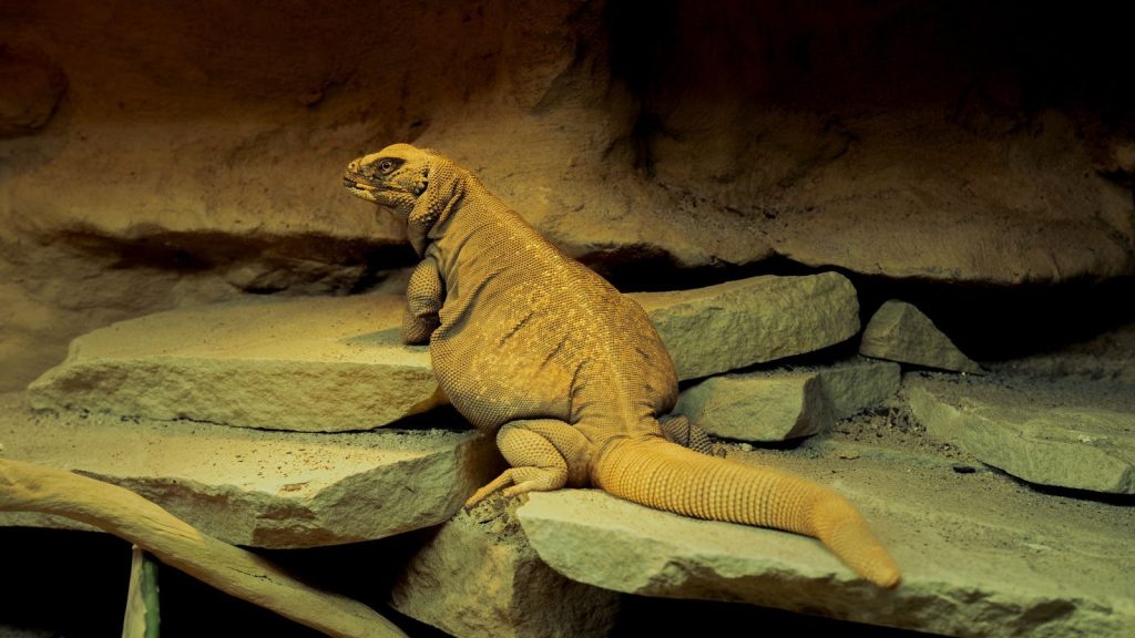 A desert lizard basking on sandstone rock in a warm indoor enclosure.