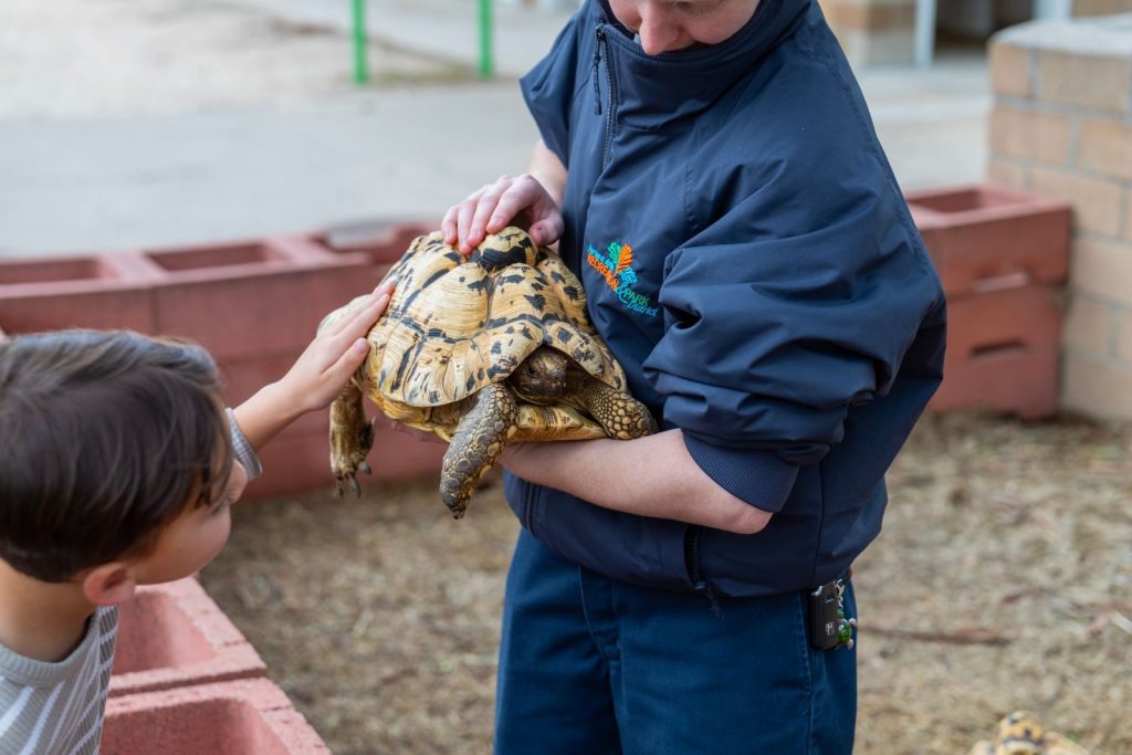 A young boy gently pets a tortoise held by a zookeeper outdoors.