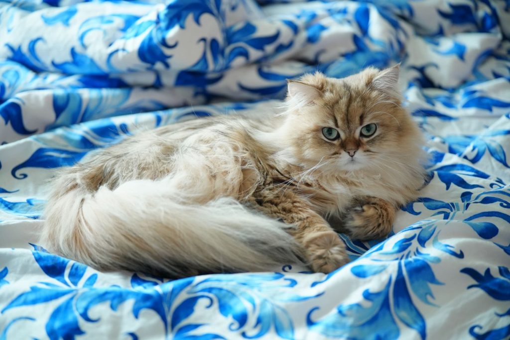 A fluffy Persian cat with green eyes lounging on blue and white patterned bedding indoors.