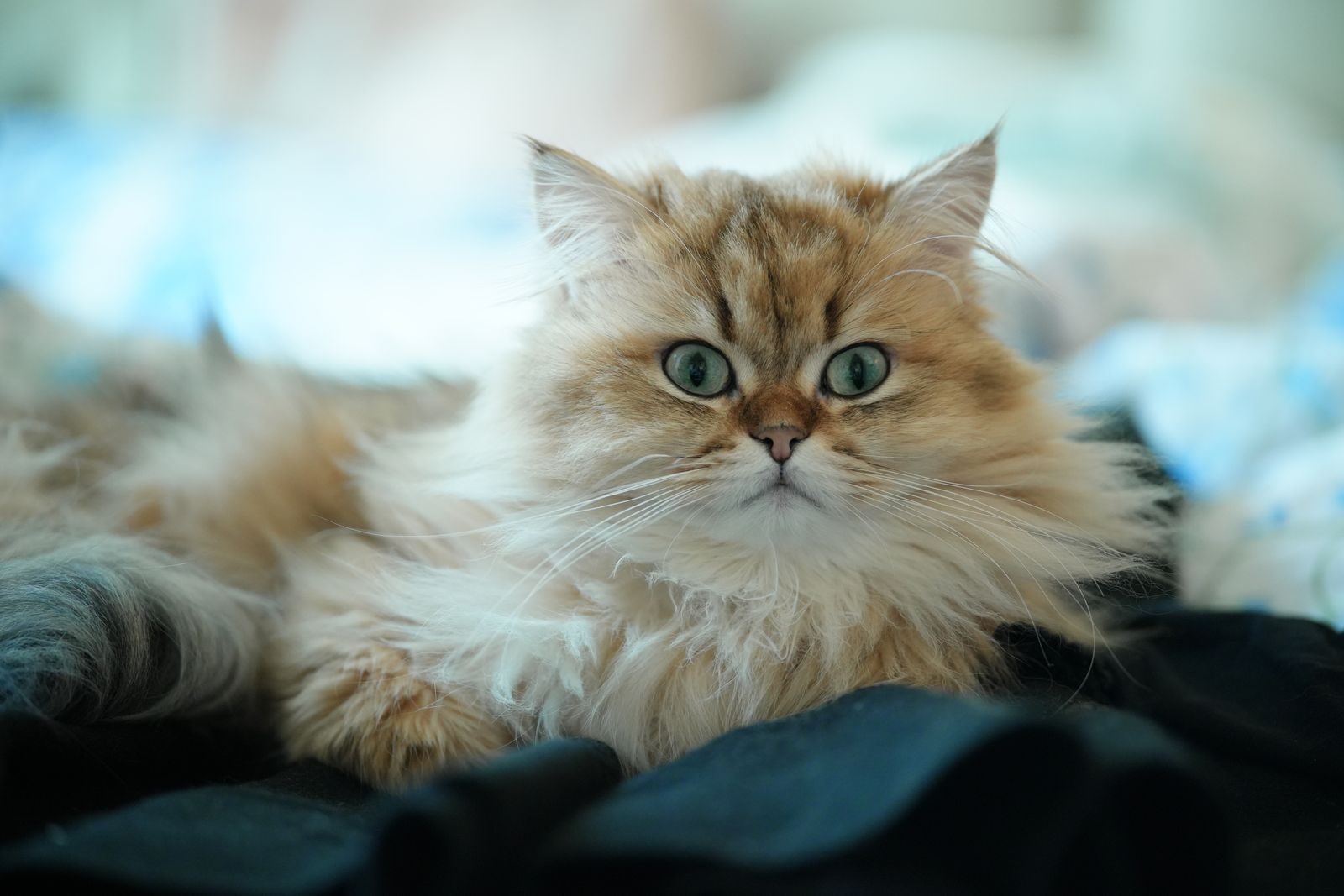 Adorable fluffy Persian cat lounging indoors with bright eyes and long fur.