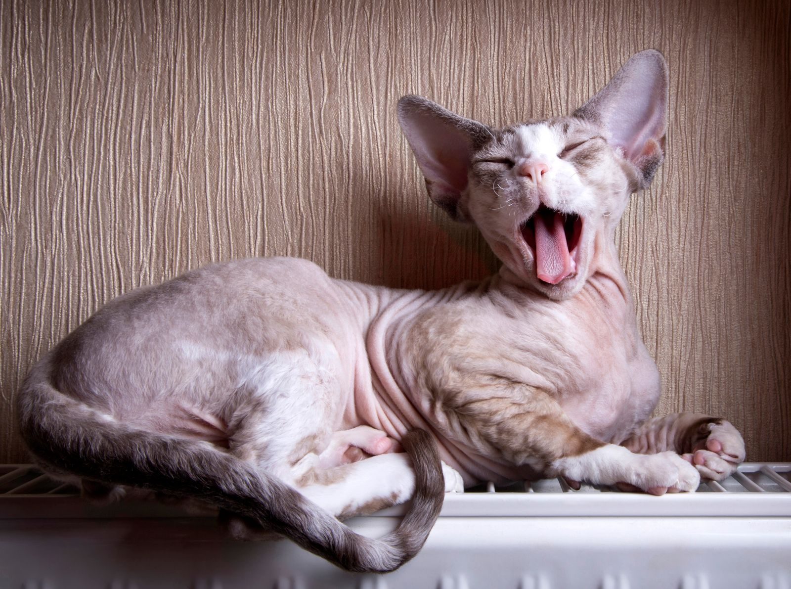 A hairless Sphynx cat yawning while relaxing on a white heater against a textured wall.