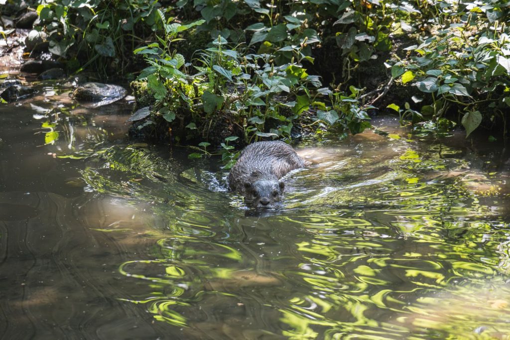 An otter swimming peacefully in a sunlit forest stream surrounded by lush greenery.
