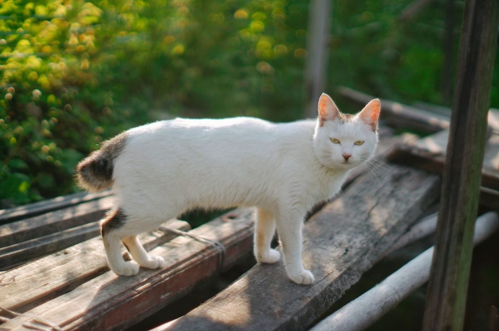 A white cat with patches standing on wooden planks outdoors, surrounded by greenery.