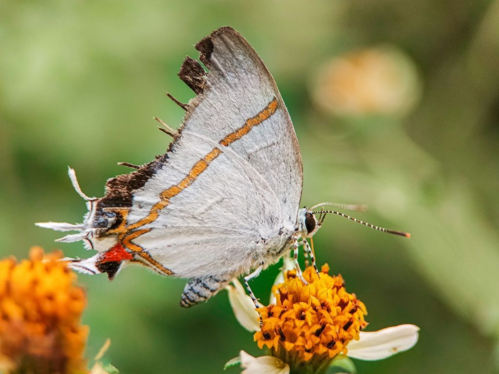 Close-up shot of a hairstreak butterfly feeding on an orange flower, showcasing intricate wing details.