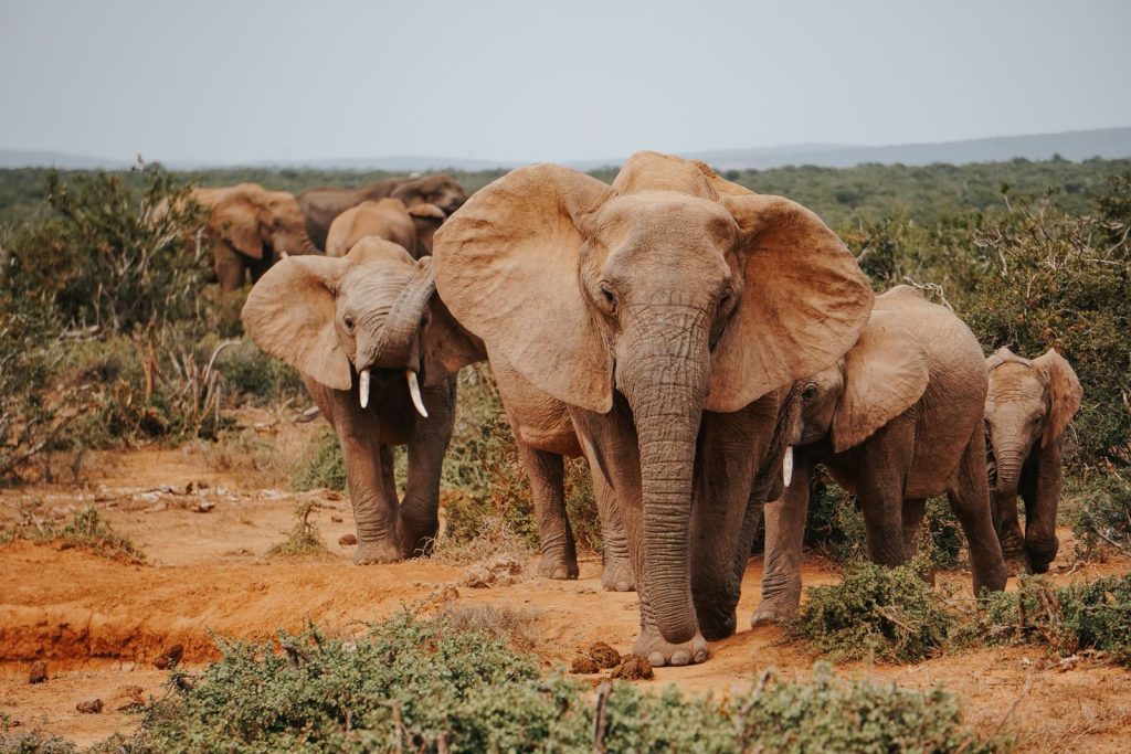 Group of African elephants in the savanna, showcasing wildlife in natural habitat.