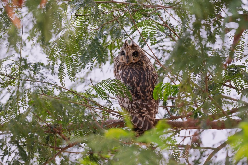 A tawny owl sits quietly on a tree branch surrounded by green foliage.