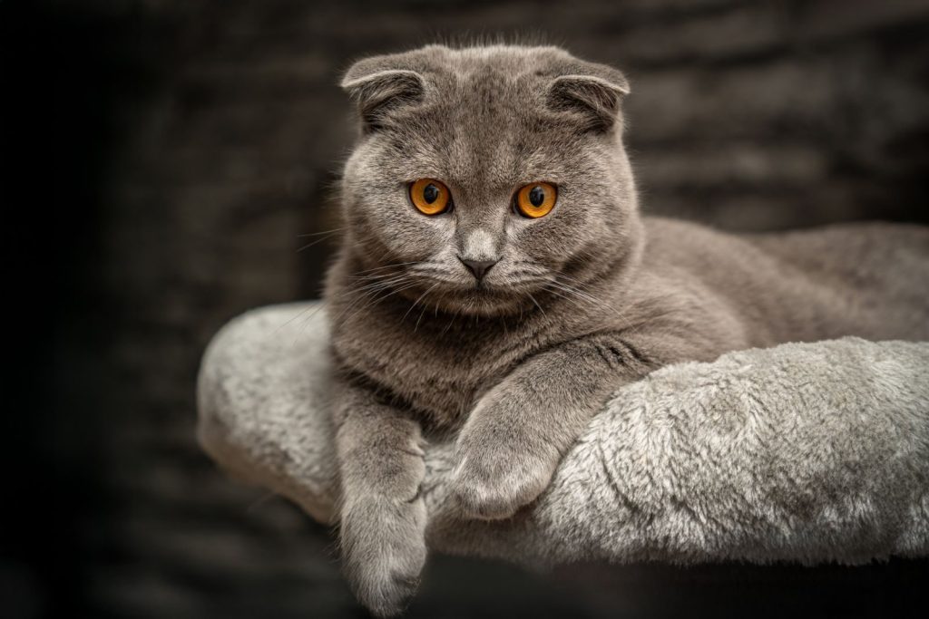 Portrait of a gray Scottish Fold cat with striking orange eyes on a plush perch indoors.