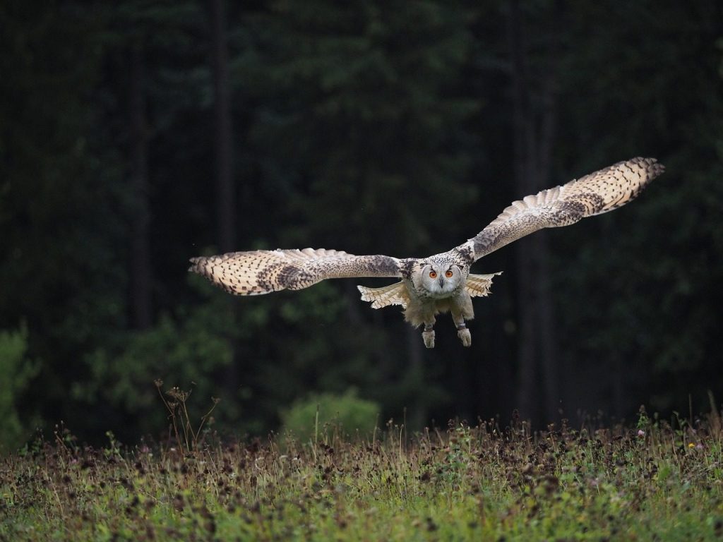 bird, animal, art, owl siberian, flight, predator, wings, nature, beak, feather, owl