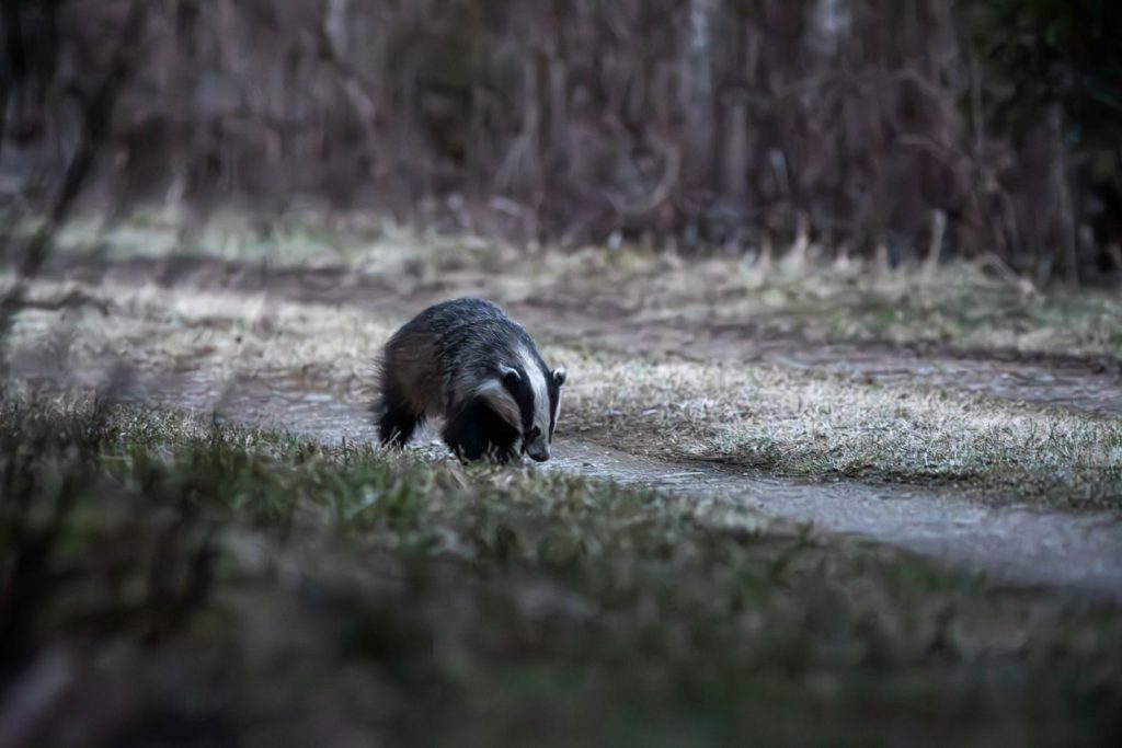 A European badger (Meles meles) traverses a forest path at night during spring.
