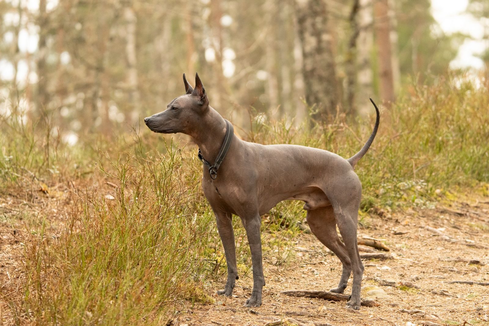 A Xoloitzcuintli dog stands alert in a forest clearing, showcasing the beauty of nature.