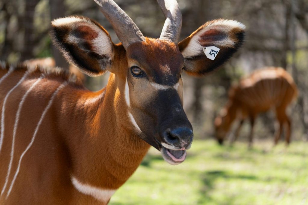 Close-up of a bongo antelope at the San Antonio Zoo, capturing its unique horns and vibrant coat.