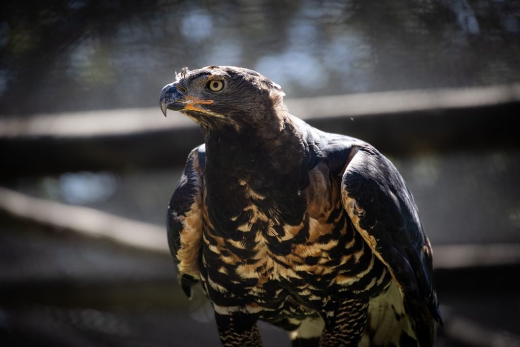 Close-up portrait of an African Crowned Eagle with striking plumage and intense gaze.
