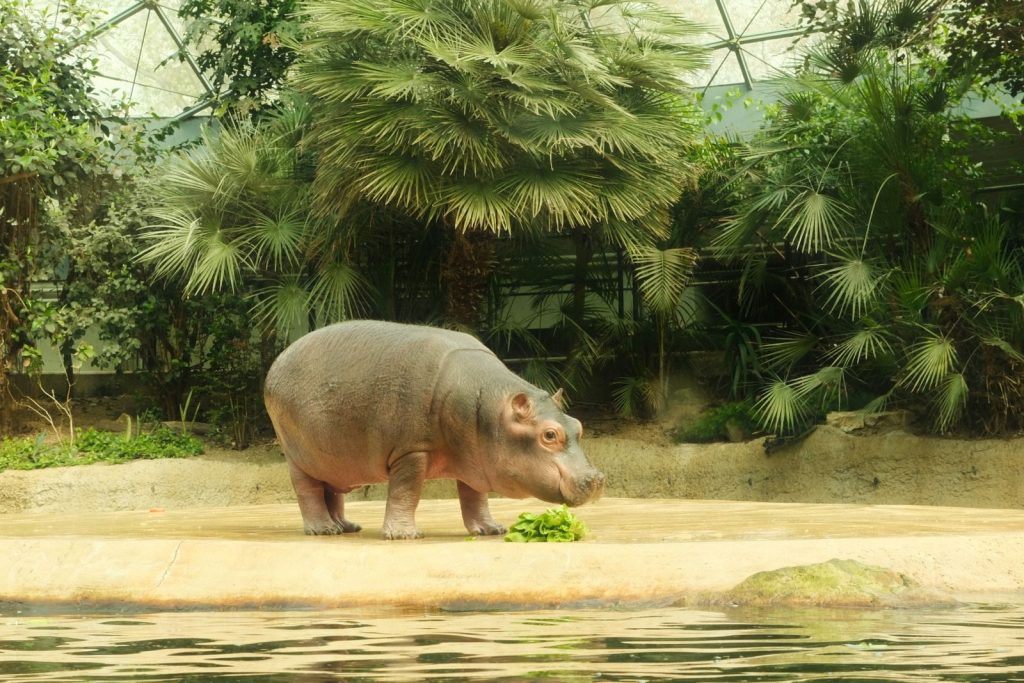A hippopotamus enjoys fresh greens inside a tropical indoor habitat at Berlin Zoo.