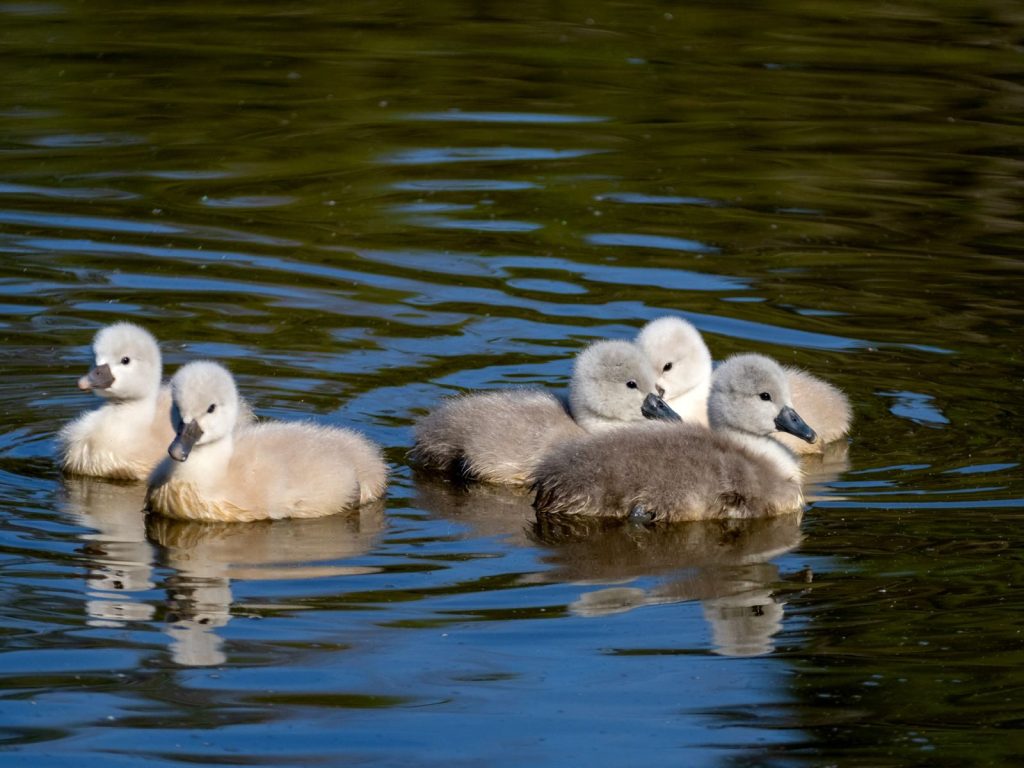 Group of cygnets floating peacefully on reflective water in natural light.
