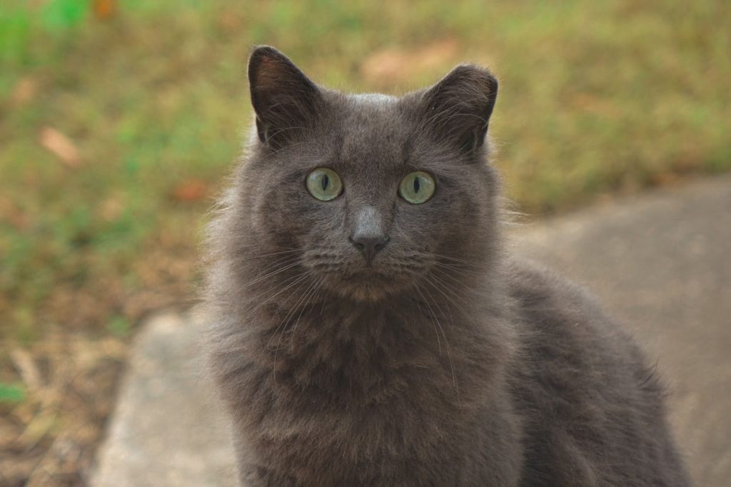 A detailed photo capturing the inquisitive gaze of a fluffy grey cat in an outdoor setting.