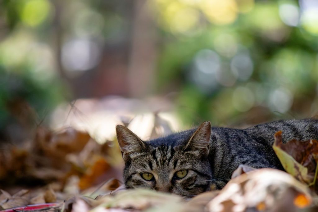 A tabby cat blends into the colorful autumn leaves lying on the ground.
