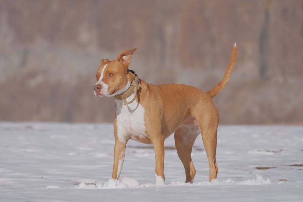 A strong brown and white pitbull stands confidently on snowy ground, exuding power and alertness.
