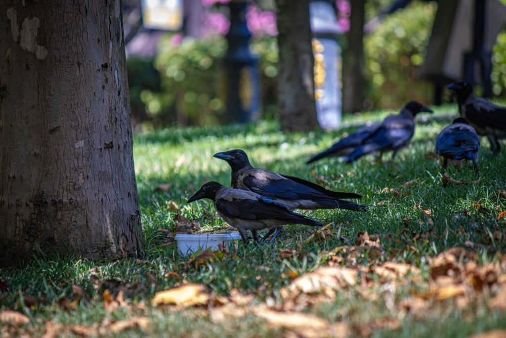 A group of crows foraging near a tree in a vibrant park, surrounded by greenery.