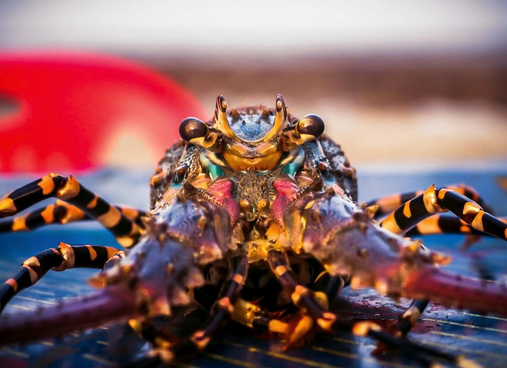 Stunning close-up of a lobster in Chittagong, showcasing vivid colors and marine life detail.