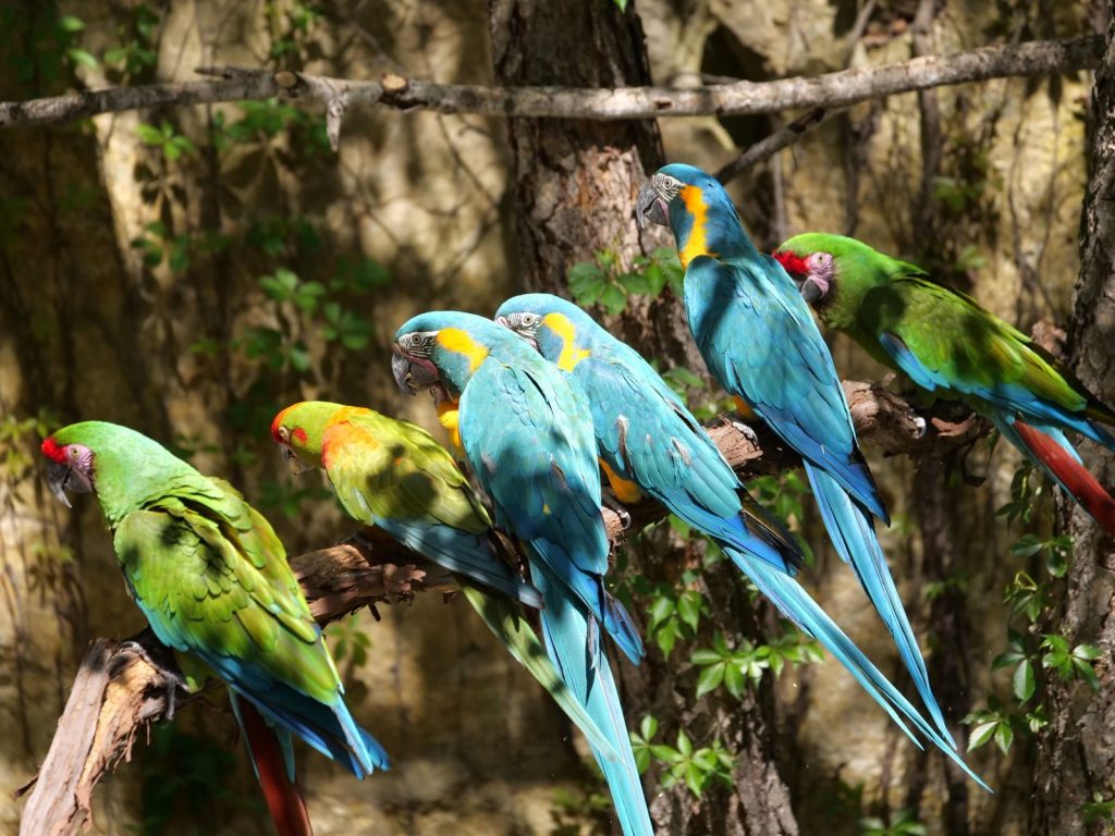 A group of colorful macaws perched on a branch in a vibrant tropical forest setting, showcasing their vivid plumage.