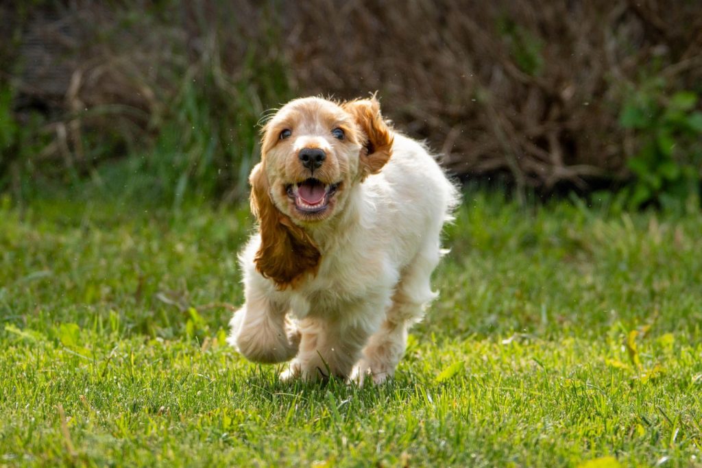 Playful English Cocker Spaniel puppy running on grass, capturing joyful moments in nature.