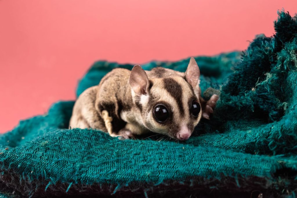 Close-up of a cute sugar glider with big eyes resting on a green textured blanket.