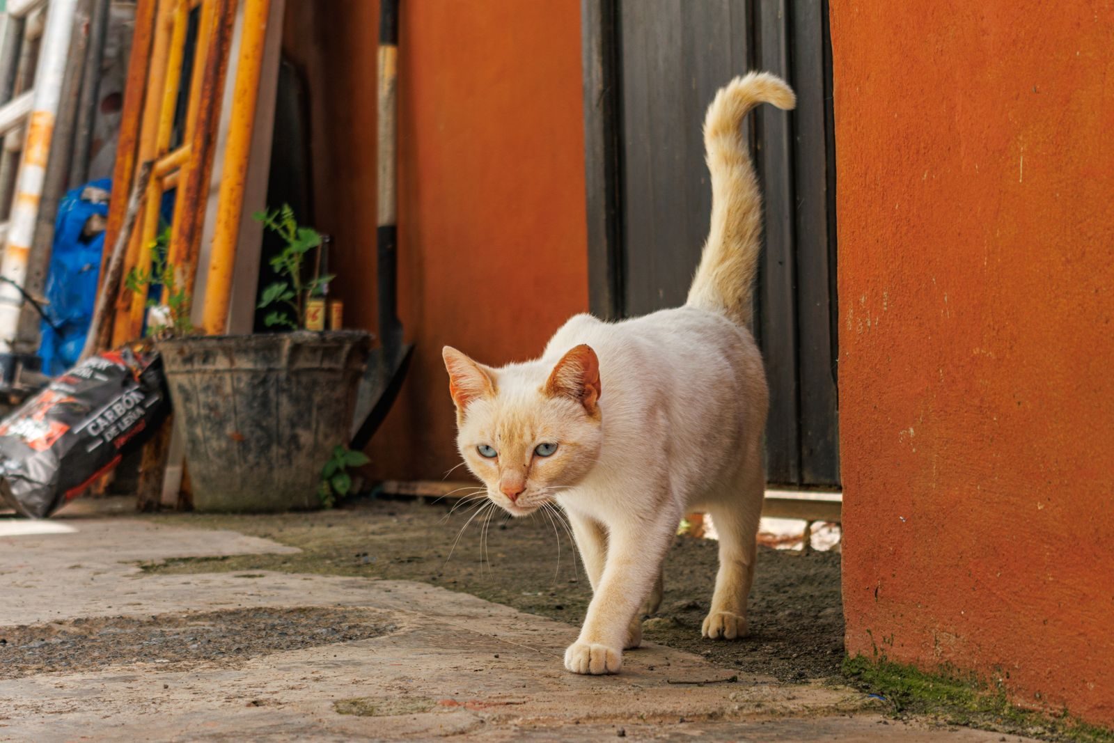 A cream-colored cat walks inquisitively in a rustic outdoor environment with orange walls.