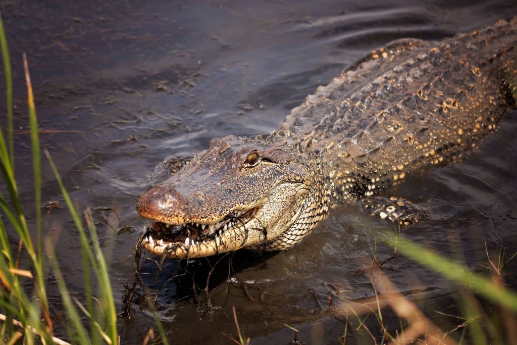 Close-up of an American alligator swimming in a swamp, showcasing its rough texture and fierce expression.